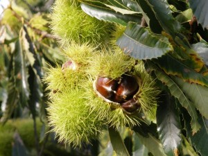 edible chestnut seed cover