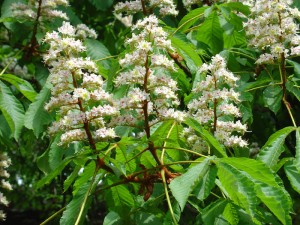 Horse chestnut flowers and leaves