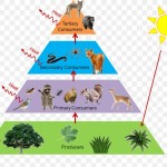 example food pyramid food pyramid
