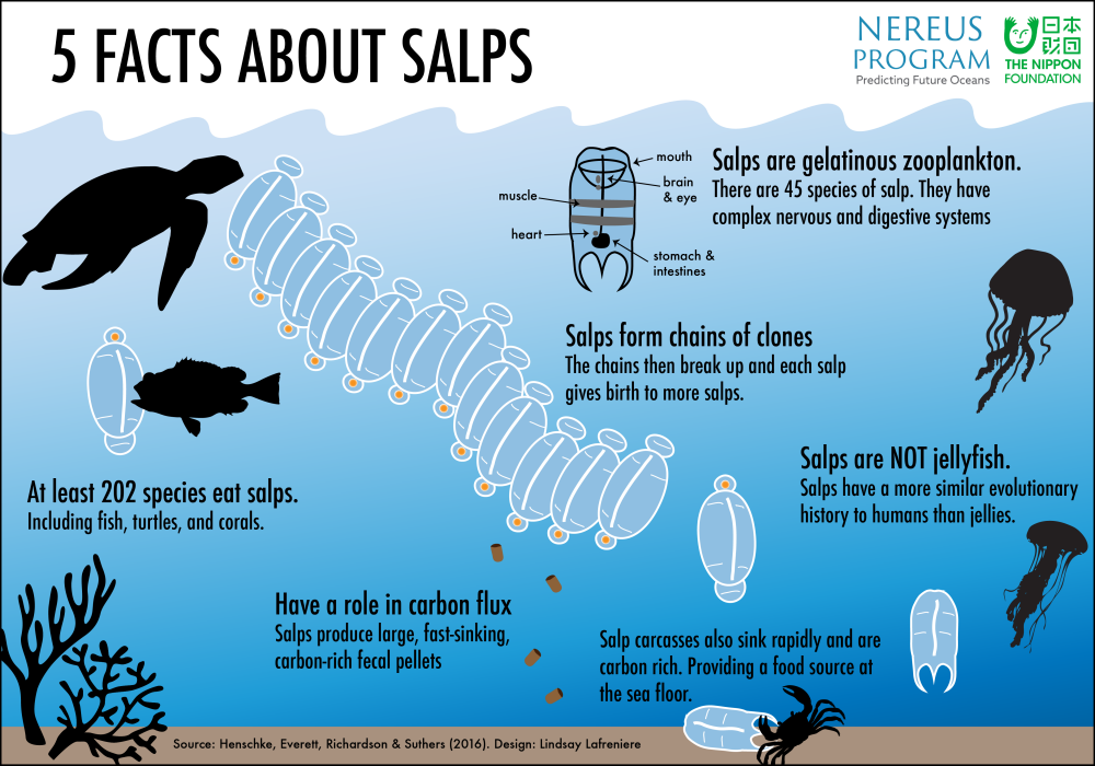 5-Facts-about-Salps-
