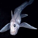 Deep sea chimera fish