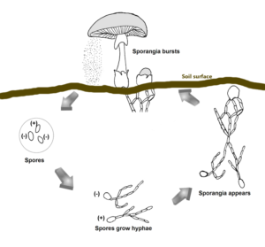 life cycle of some types of fungi