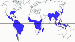 global bamboo distribution map