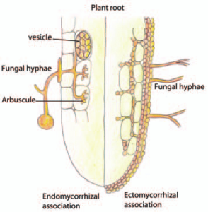 endo-and-ectomycorrhizal-association-between-plant