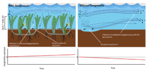 Seagrasses_prevent_erosion_of_the_seafloor