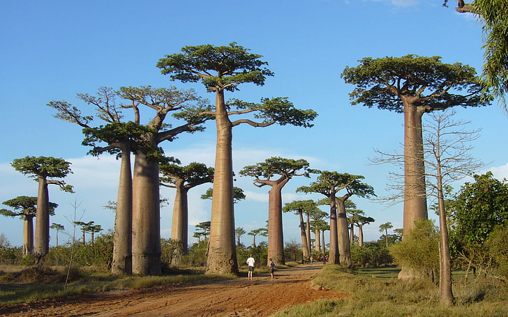 baobab trees lining road