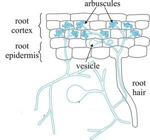 arbuscular endomycorrhizal connection