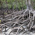Exposed mangrove stilt roots