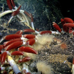 hydrothermal vent occupied by tube worms