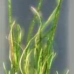 seagrass plant