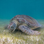 Green Sea Turtle grazing seagrass