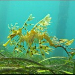 leafy sea dragon (fish)