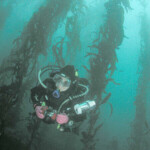 scuba diving in kelp forest
