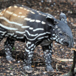 juvenile Malayan tapir