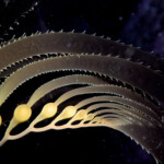 detail of giant kelp blades