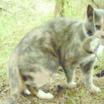 A predation event by the feral cat (Felis-catus) of a juvenile Southern Brown