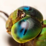 closeup of dragonfly eyes