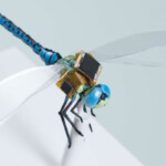 biohacked-dragonfly