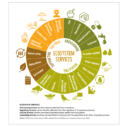 Graphic credit: Millenium Ecosystem Assessment ecosystem_services_chart