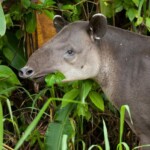 adult tapir foraging