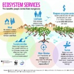 ecosystem services provided by mangroves