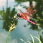 pink dragonfly near water