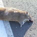 Bandicoot killed by car while try to cross road
