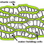 cell structure of sphagnum moss (crodon.net)