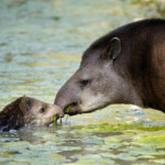 adult and juvenile tapir foraging in water