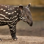 tapir baby