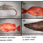 deepwater edible fish 1