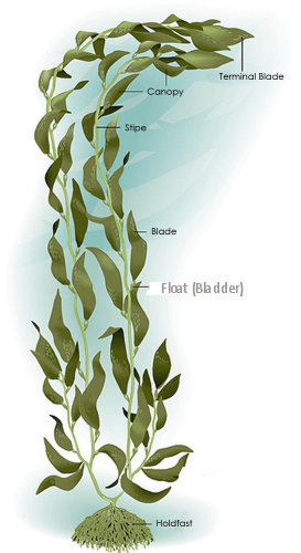 kelp labelled diagrm