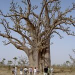 Baobab tourism in Senegal