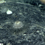 urchins on deep sea floor