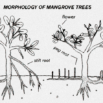 parts of a mangrove