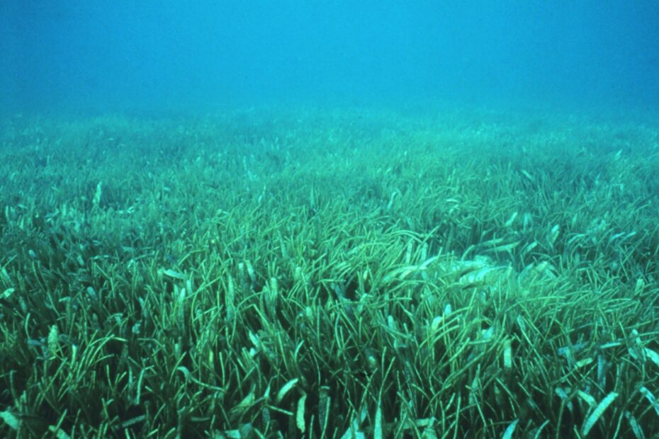 underwater meadow of seagrass