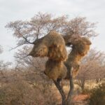 Weaver bird nests in a baobab