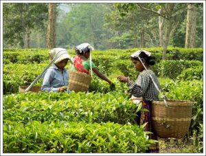 Women picking tea in an Assam garden