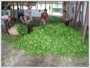 Leaves transported to drying shed