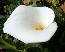 Arum or Calla lily