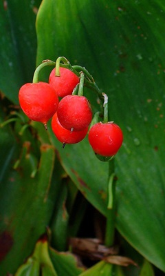 Convallaria_majalis fruit