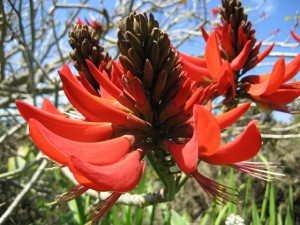 Erythrina flowers