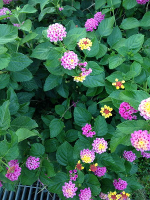 Lantan bush with multi-coloured flowers