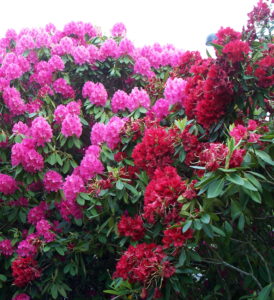 rhododendron bushes