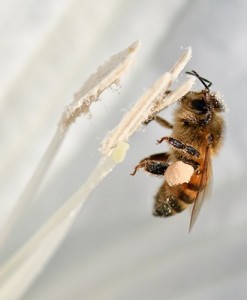 angeltrumpet-with-bee